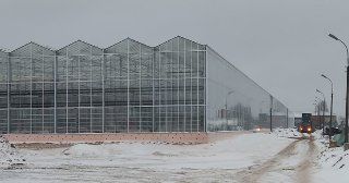 Оснащение тепличного комбината по производству цветочной продукции (Удмуртская Республика, г. Ижевск) 
