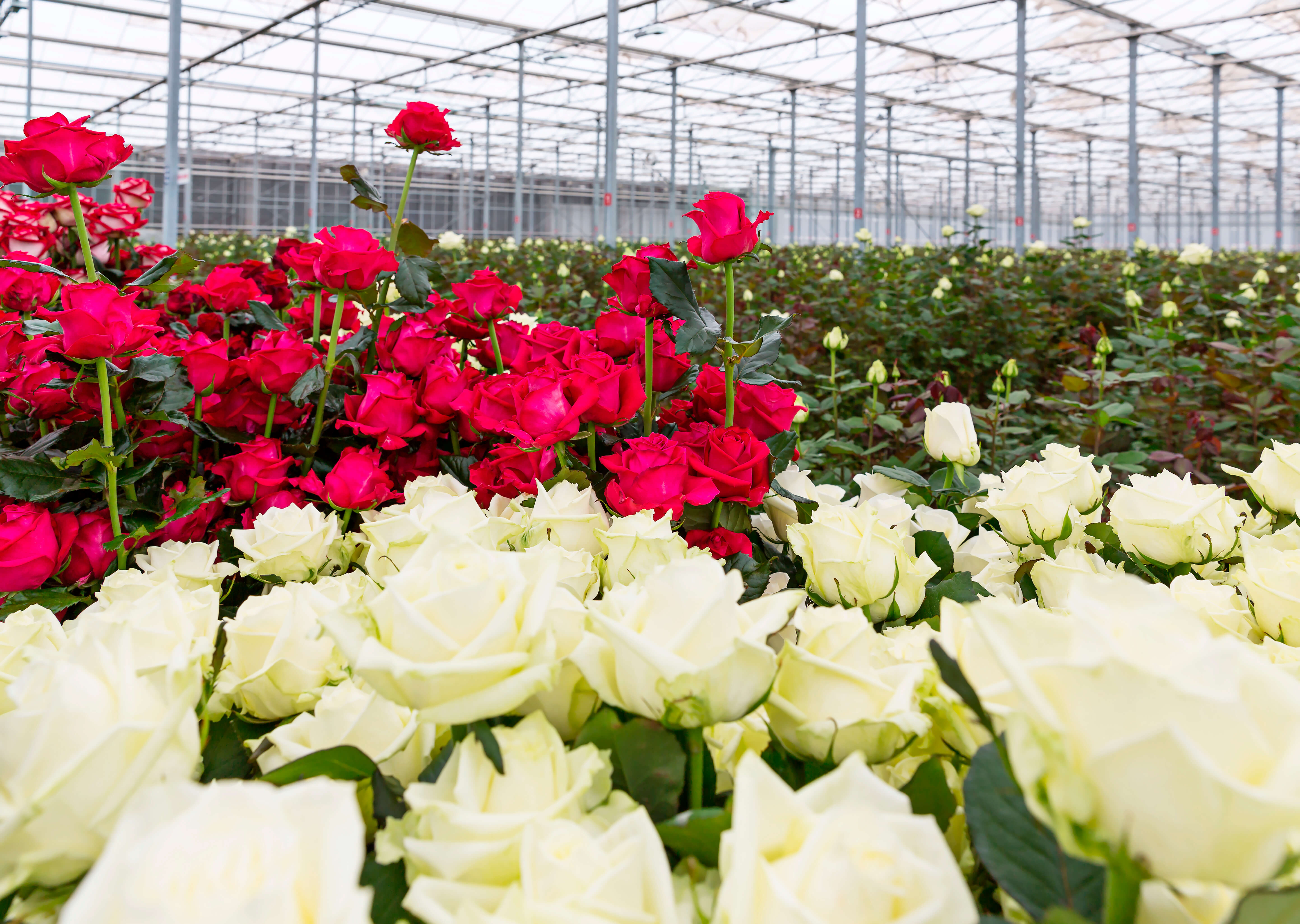 AGRISOVGAZ presented a greenhouse microclimate control system